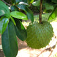 Soursop Leaves (Graviola)