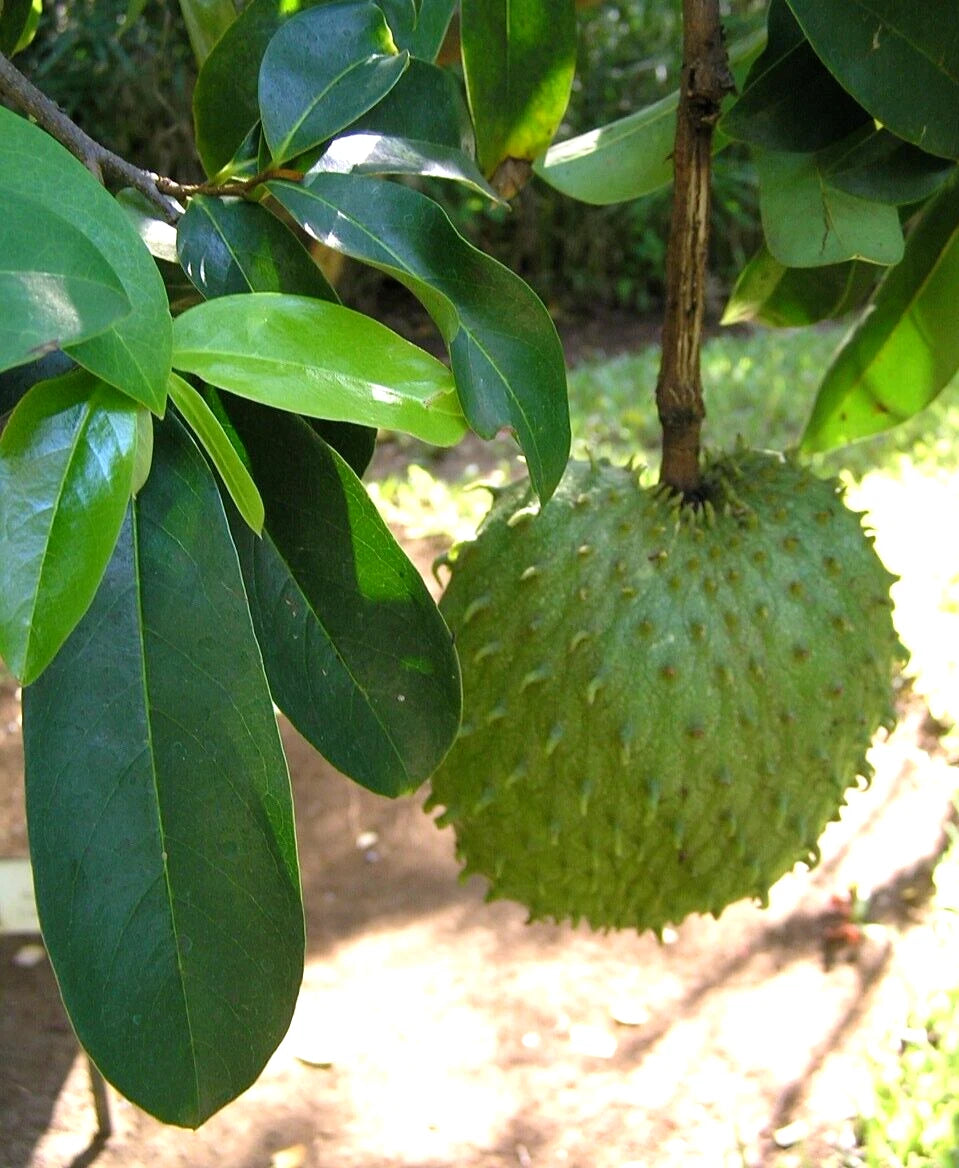 Soursop Leaves (Graviola)