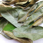 Soursop Leaves (Graviola)